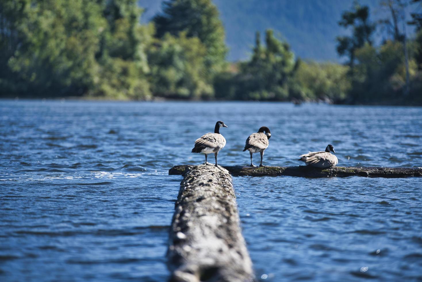 Three ducks on dock photo