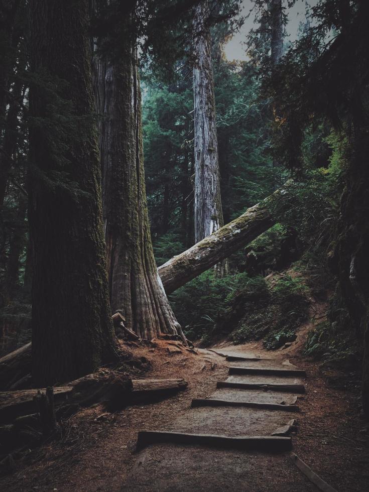 viejos árboles del bosque foto