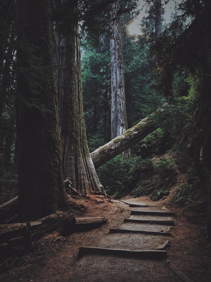 Old forest trees  photo