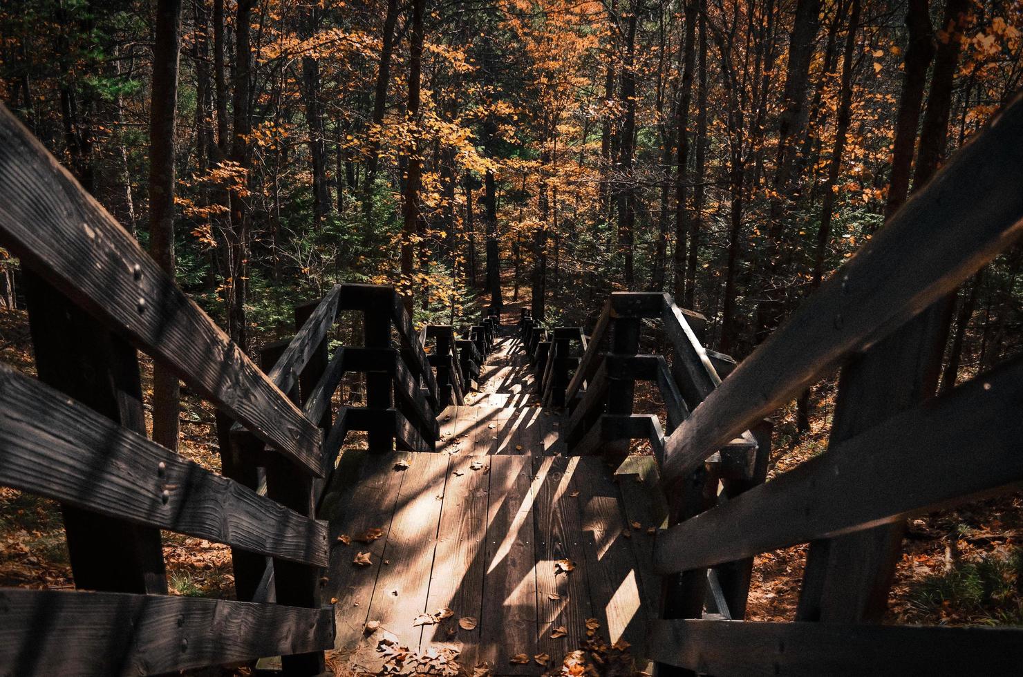 escaleras de madera en el bosque foto