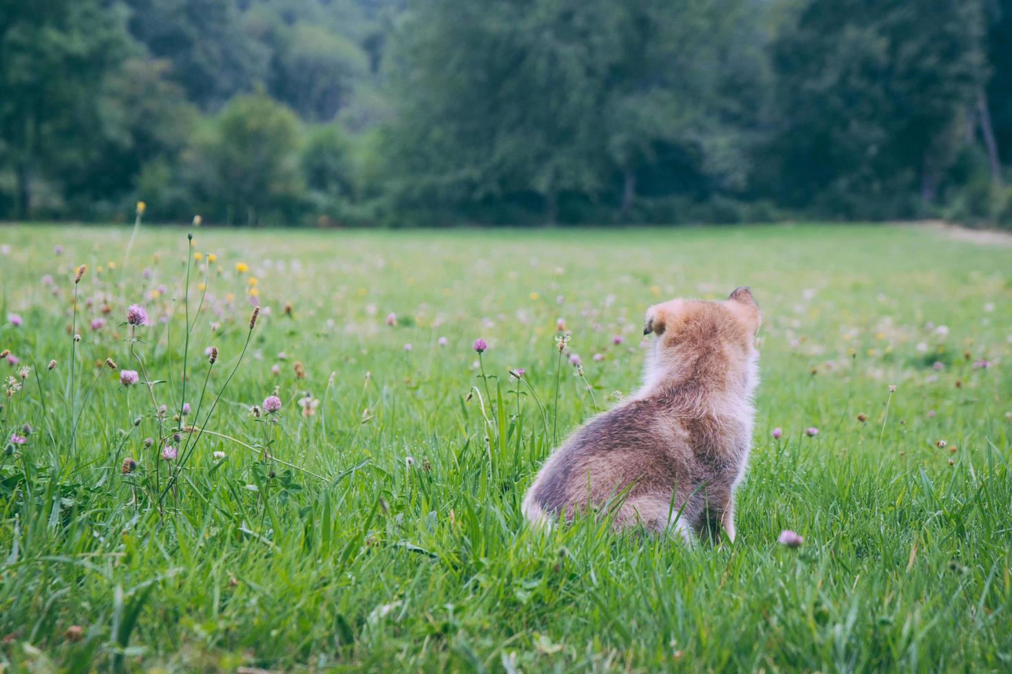 Cachorro marrón en campo de hierba verde foto