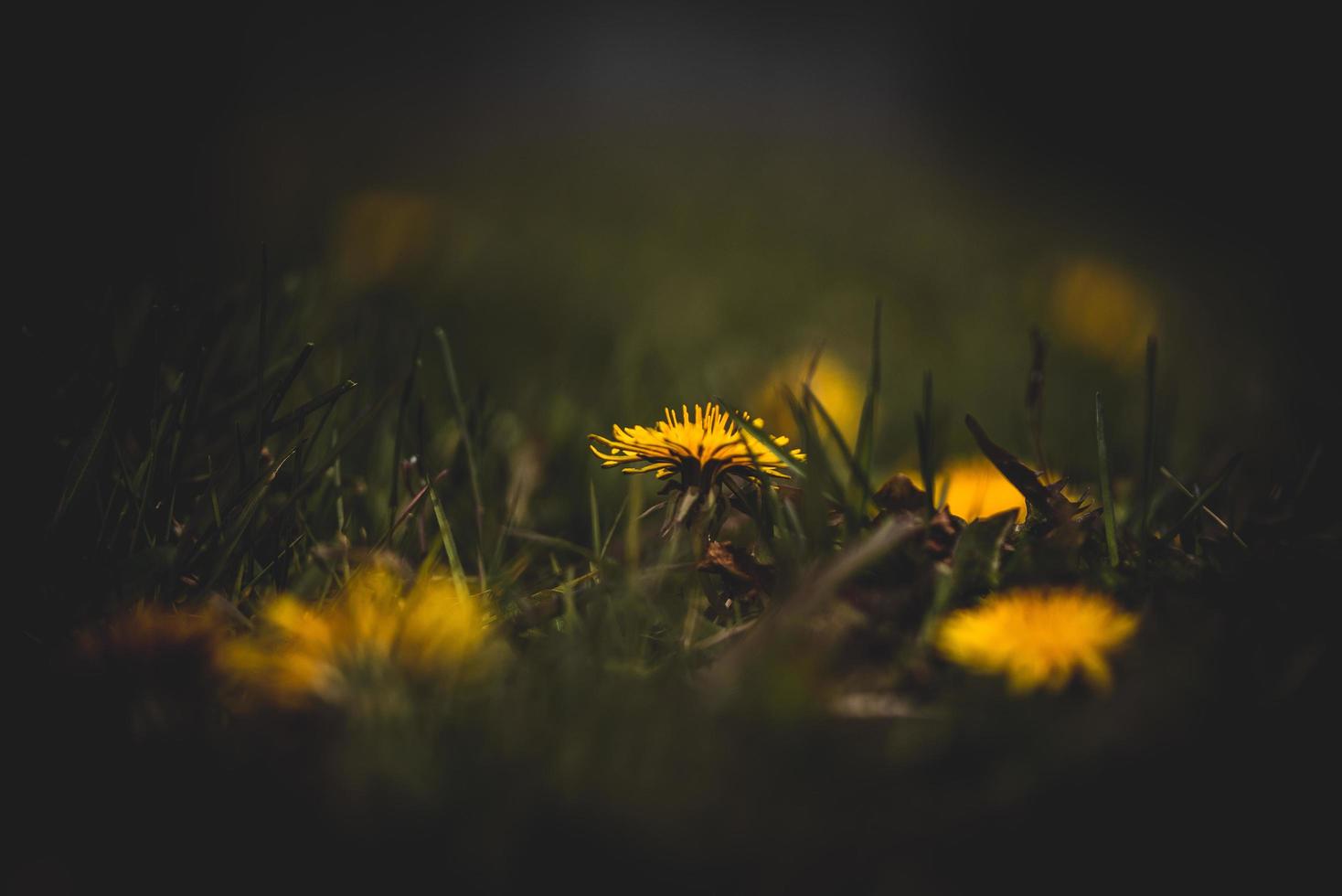 Yellow dandelions in dark field photo