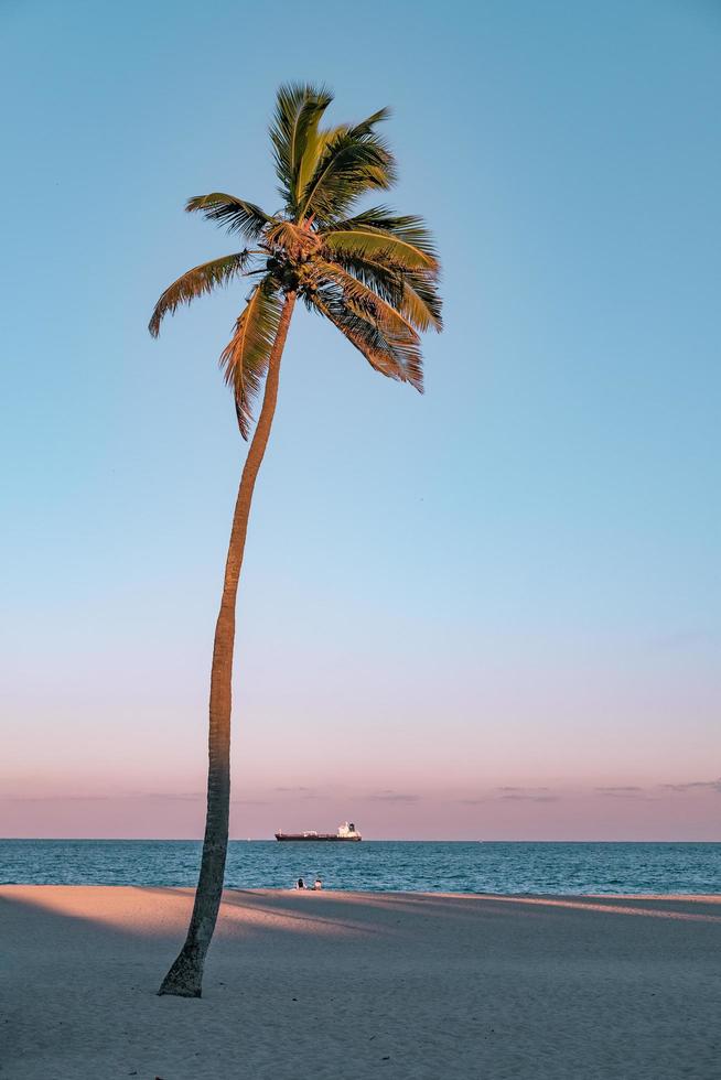 Coconut palm tree on beach photo