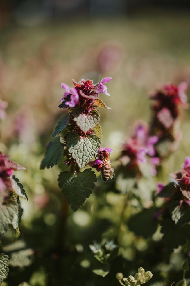 Bee in pink flower photo