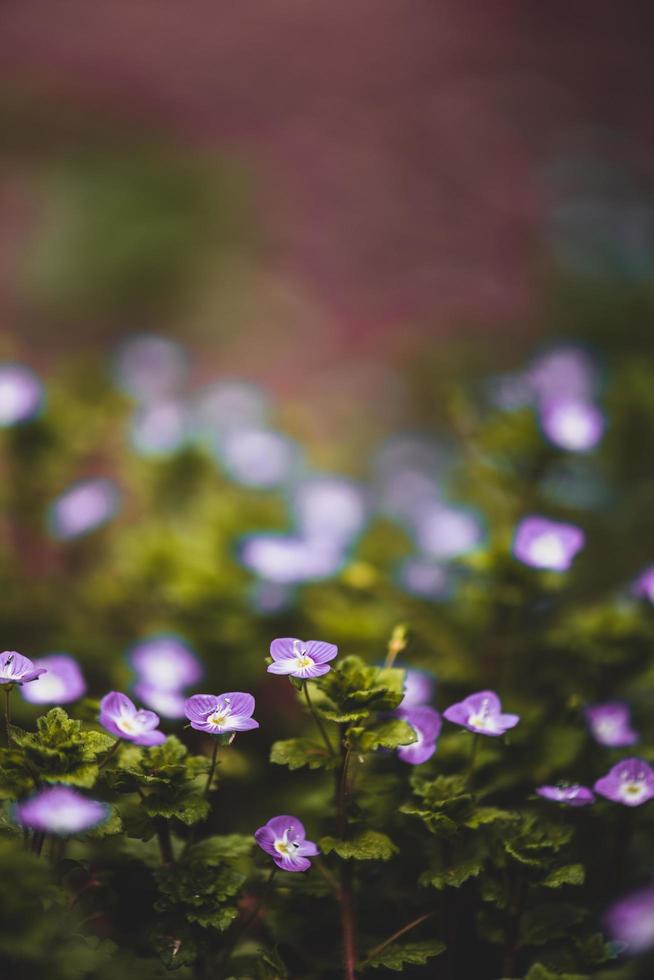 View of purple flowers photo