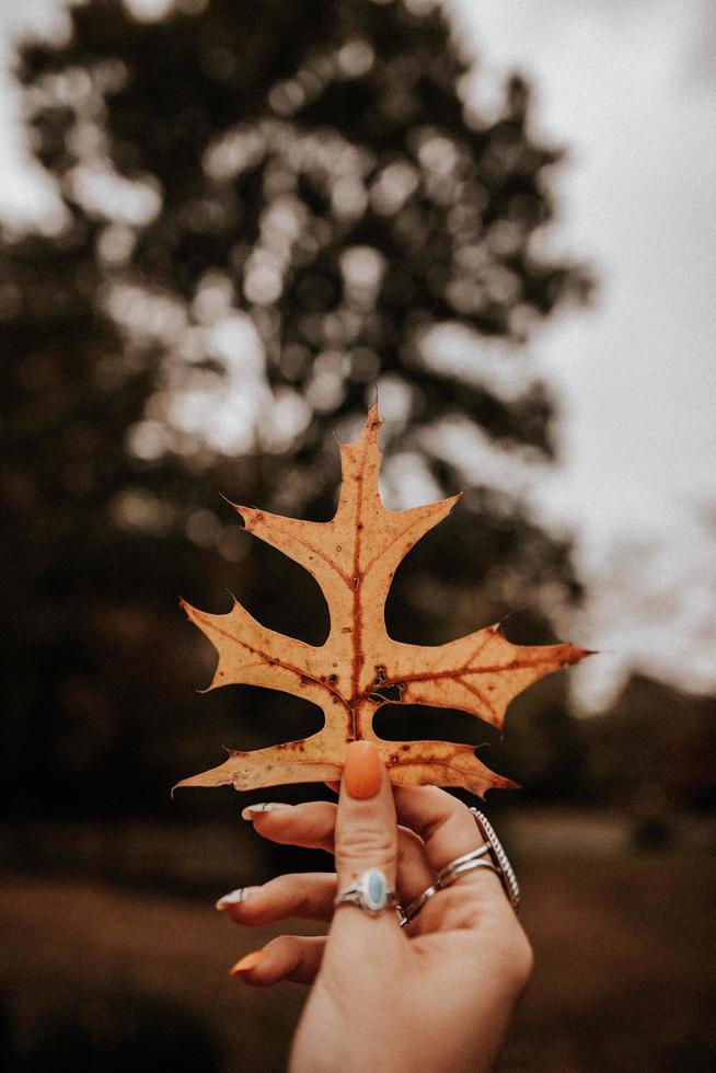 Close-up of woman's hand holding dried leaf photo