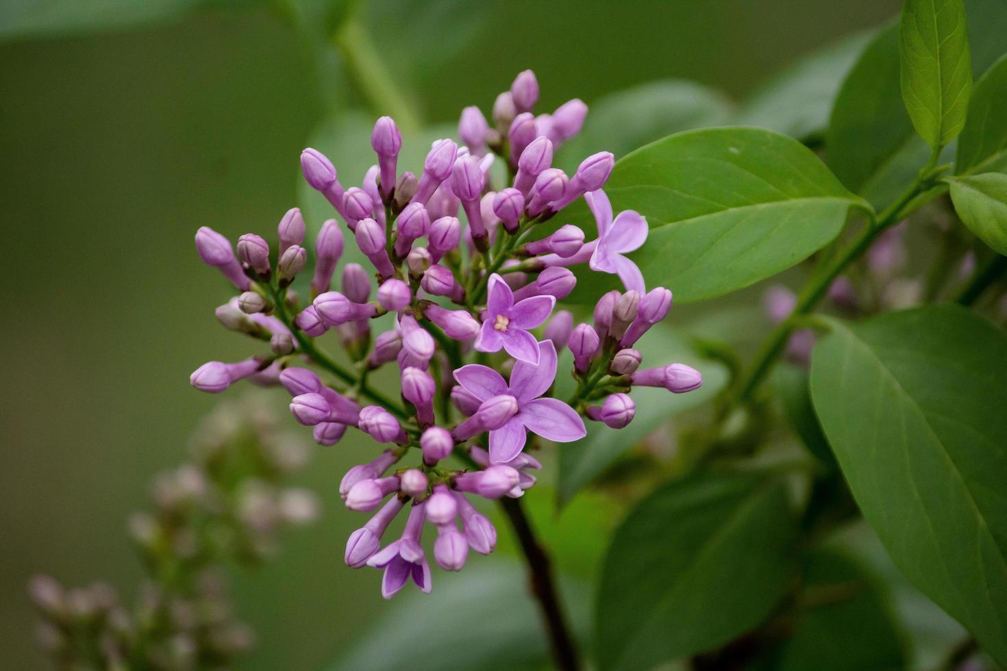 primer plano, de, flores púrpuras foto