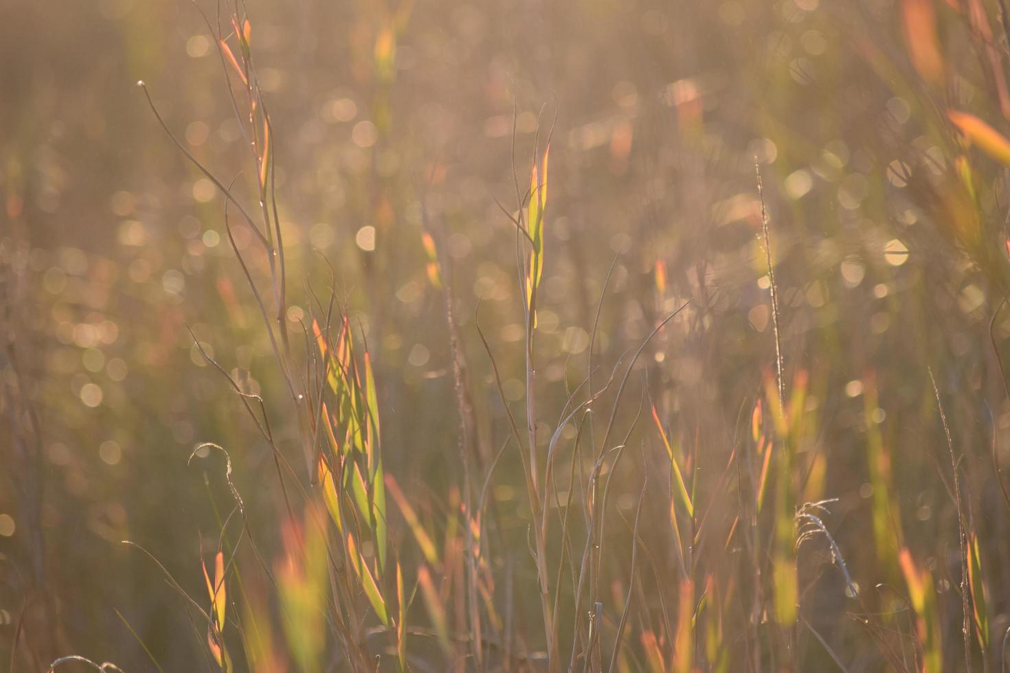 Sunlight on grass field photo