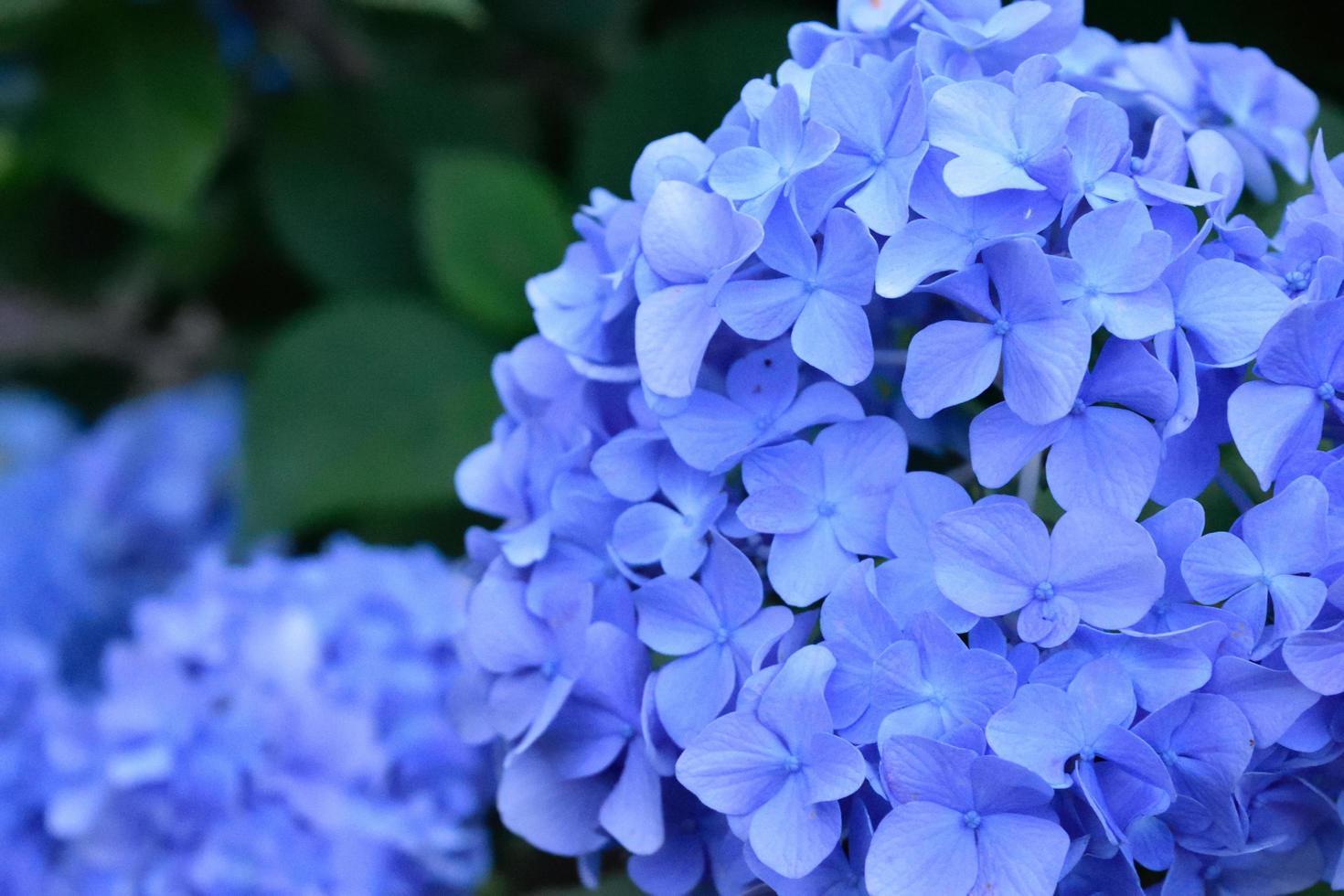 primer plano, de, azul, hortensias foto