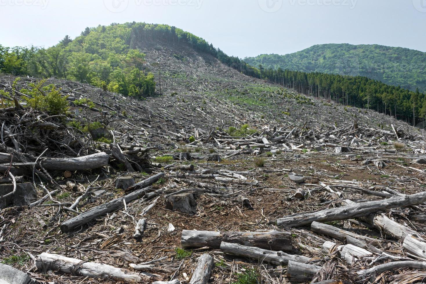 deforestación foto