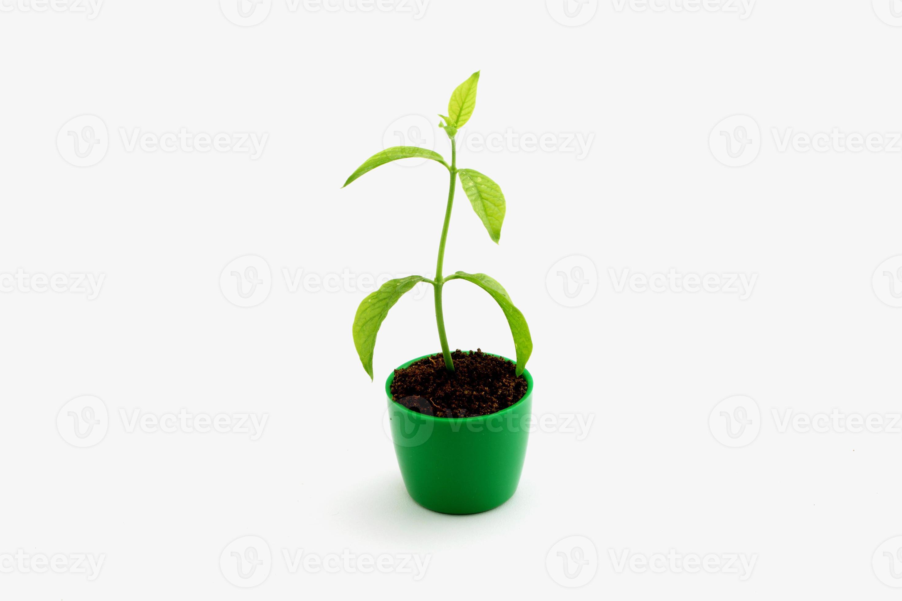 Baby plant on white background 1242362 Stock Photo at Vecteezy