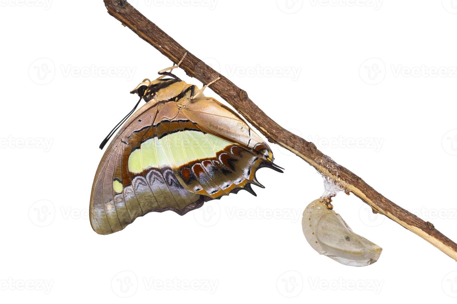 Nawab butterfly emerge from pupa photo