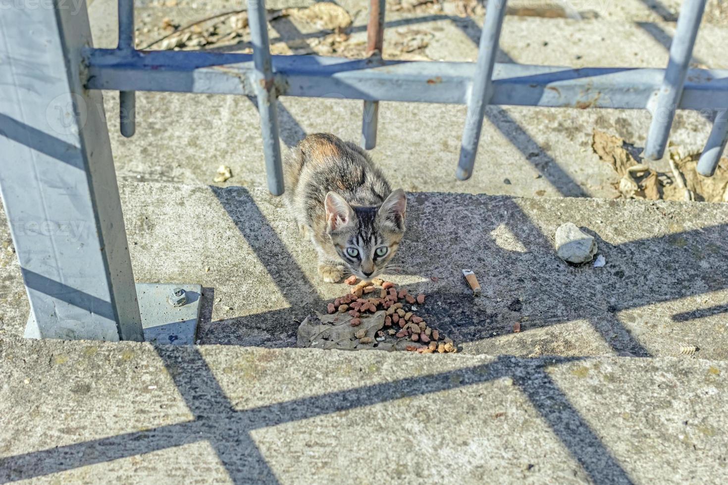 gato callejero come comida seca foto
