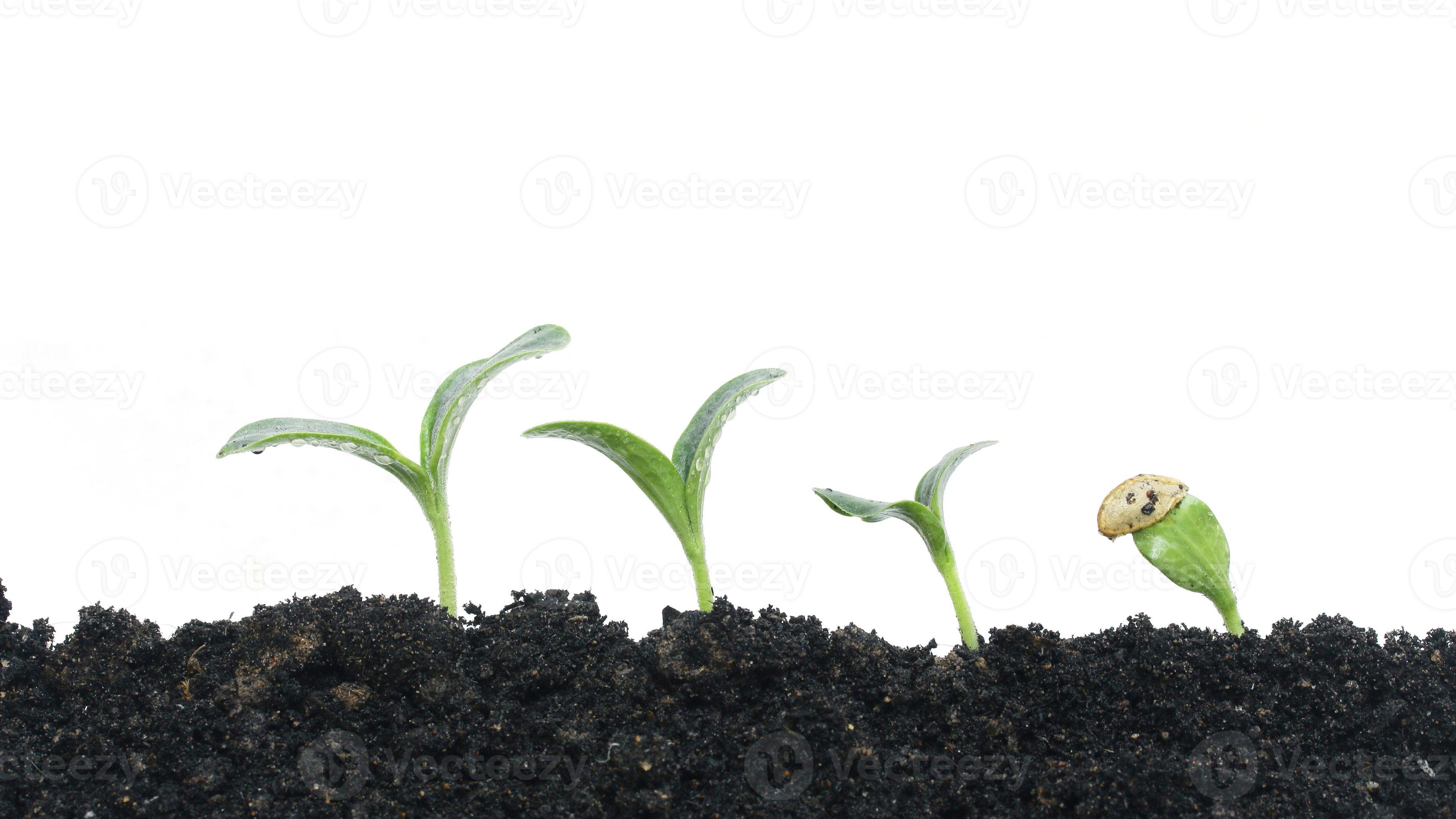 Growing plant 1242968 Stock Photo at Vecteezy