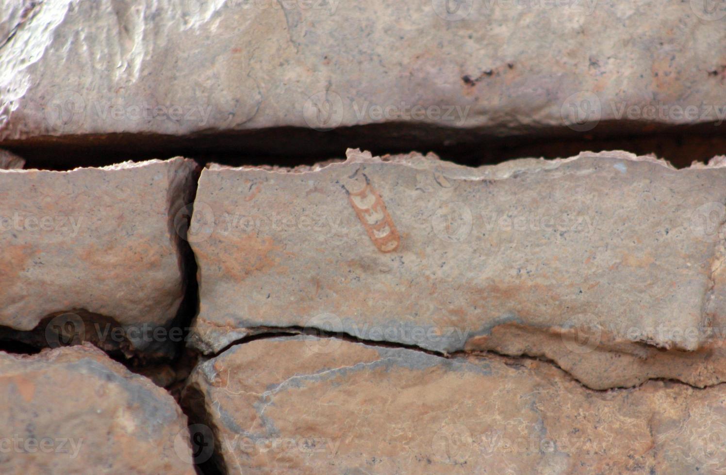 trilobite fósil foto