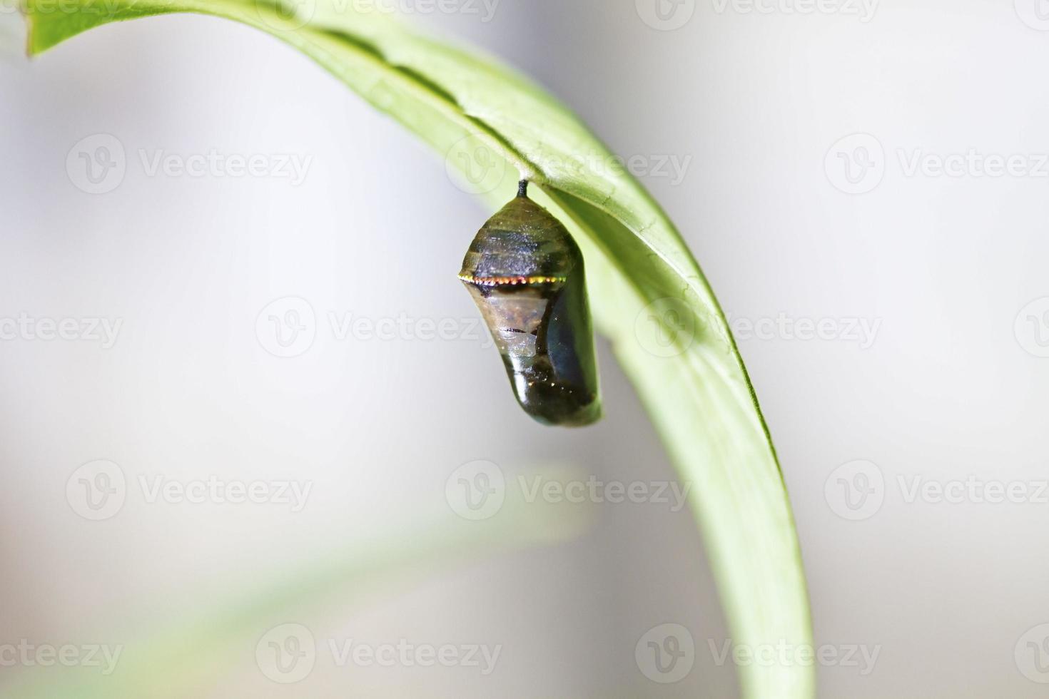 chrysalis of butterfly photo