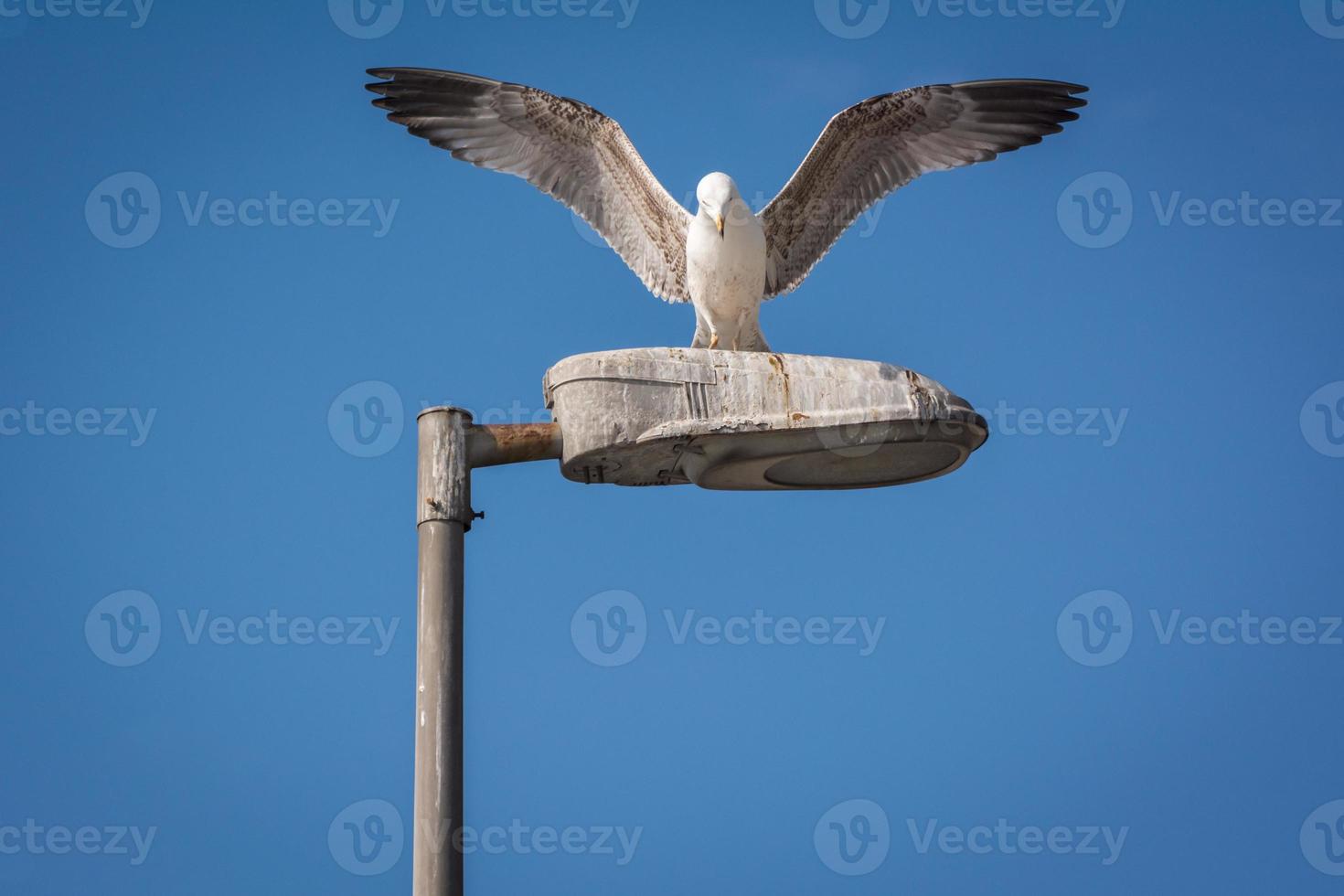 Seagull with open wings photo