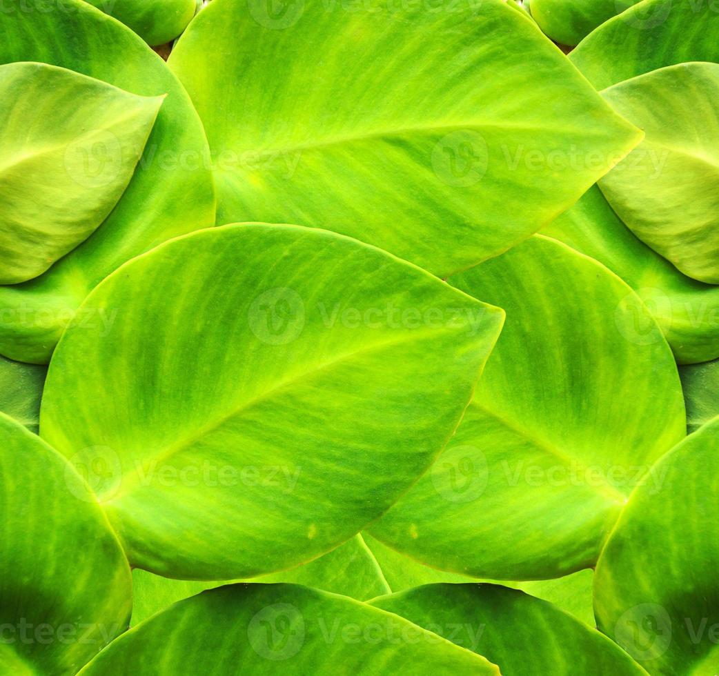 Green Ivy photo