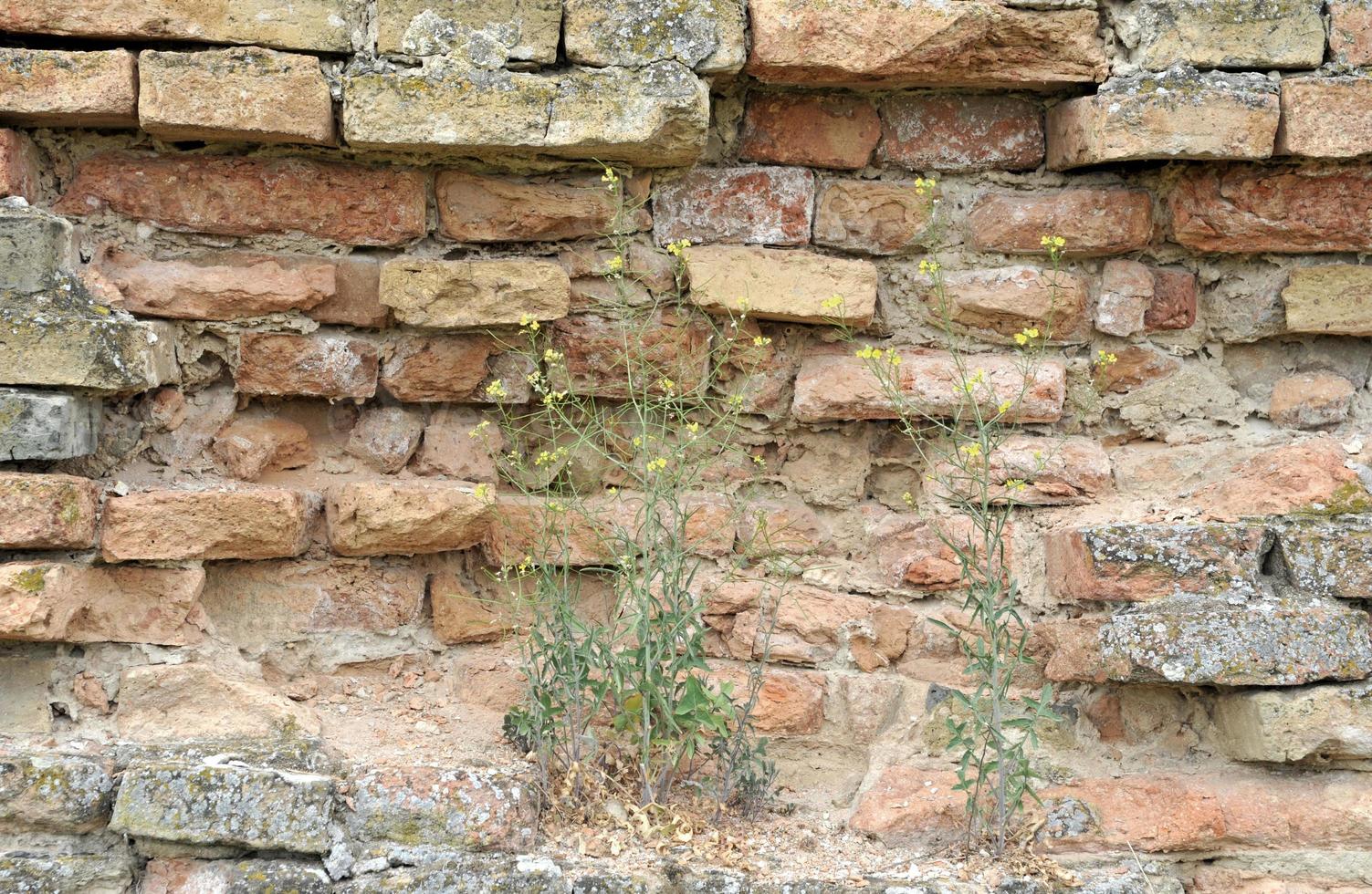 old brick wall texture background photo