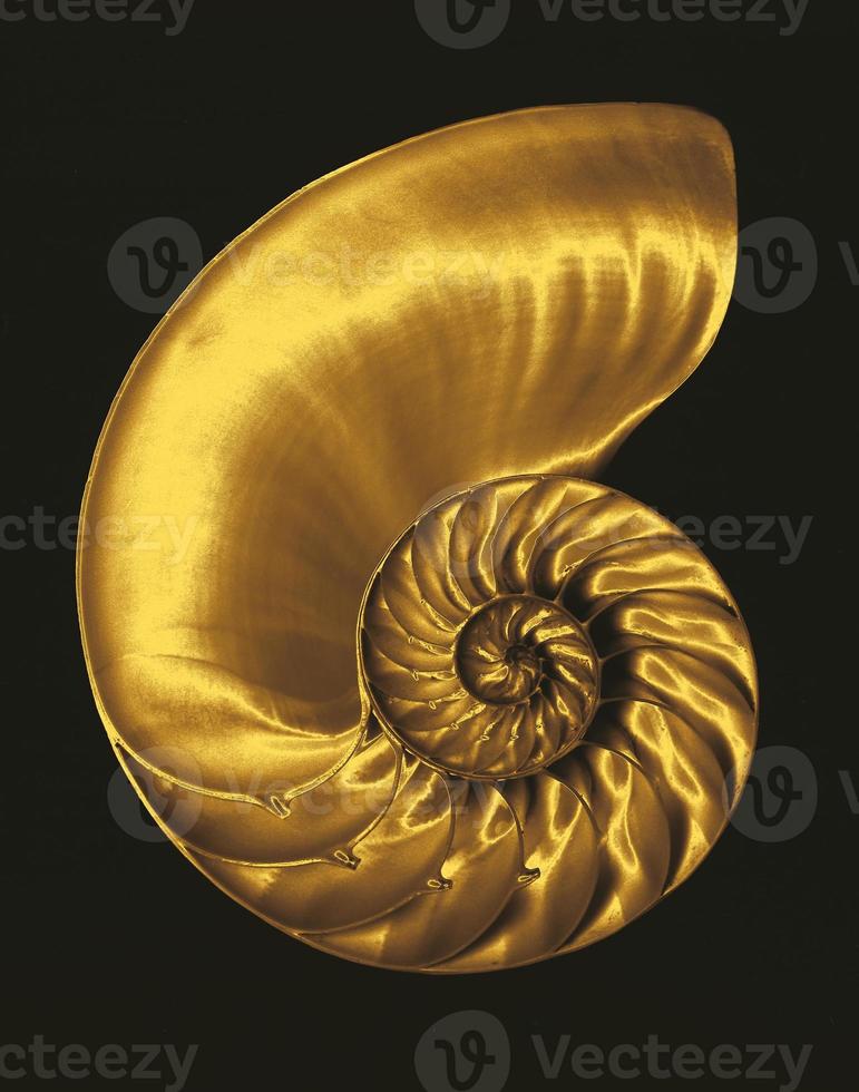 Gold nautilus photo