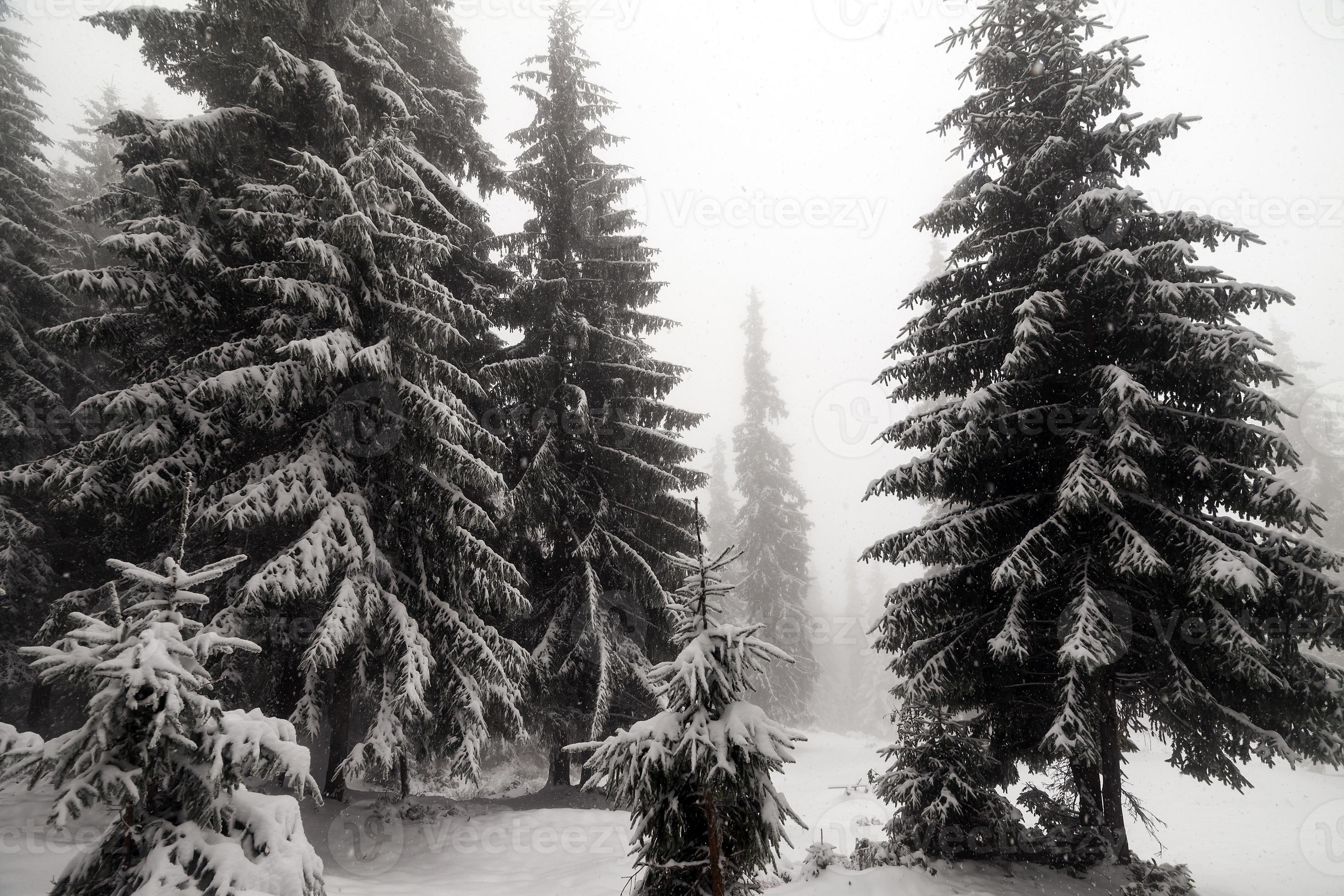 Spruce Tree Foggy Forest Covered By Snow In Winter Landscape Stock Photo