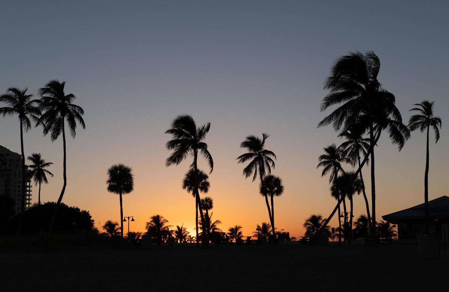 Silhouette of palm trees at sunset photo