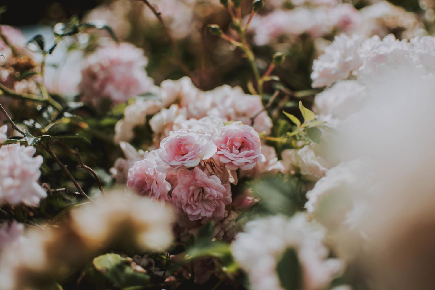 Close-up of pink roses photo