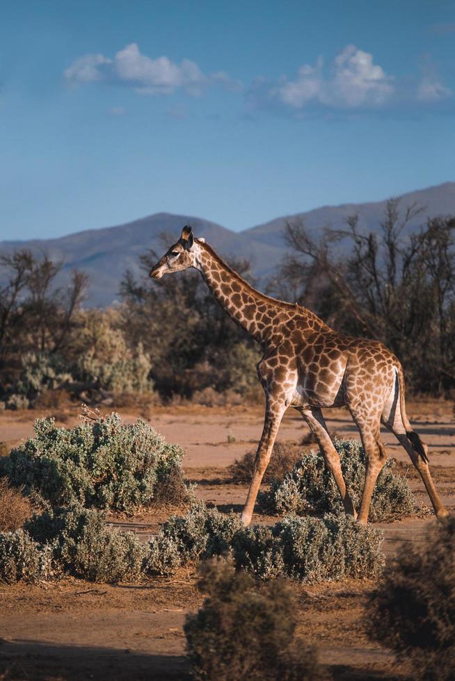 Giraffe walking in grassland photo
