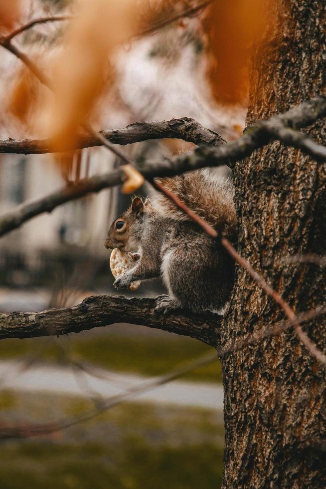 squirrel eating cracker on tree branch photo