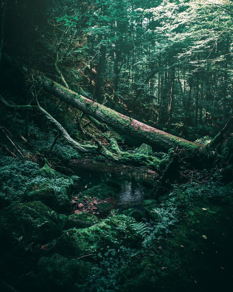 Dark green forest photo