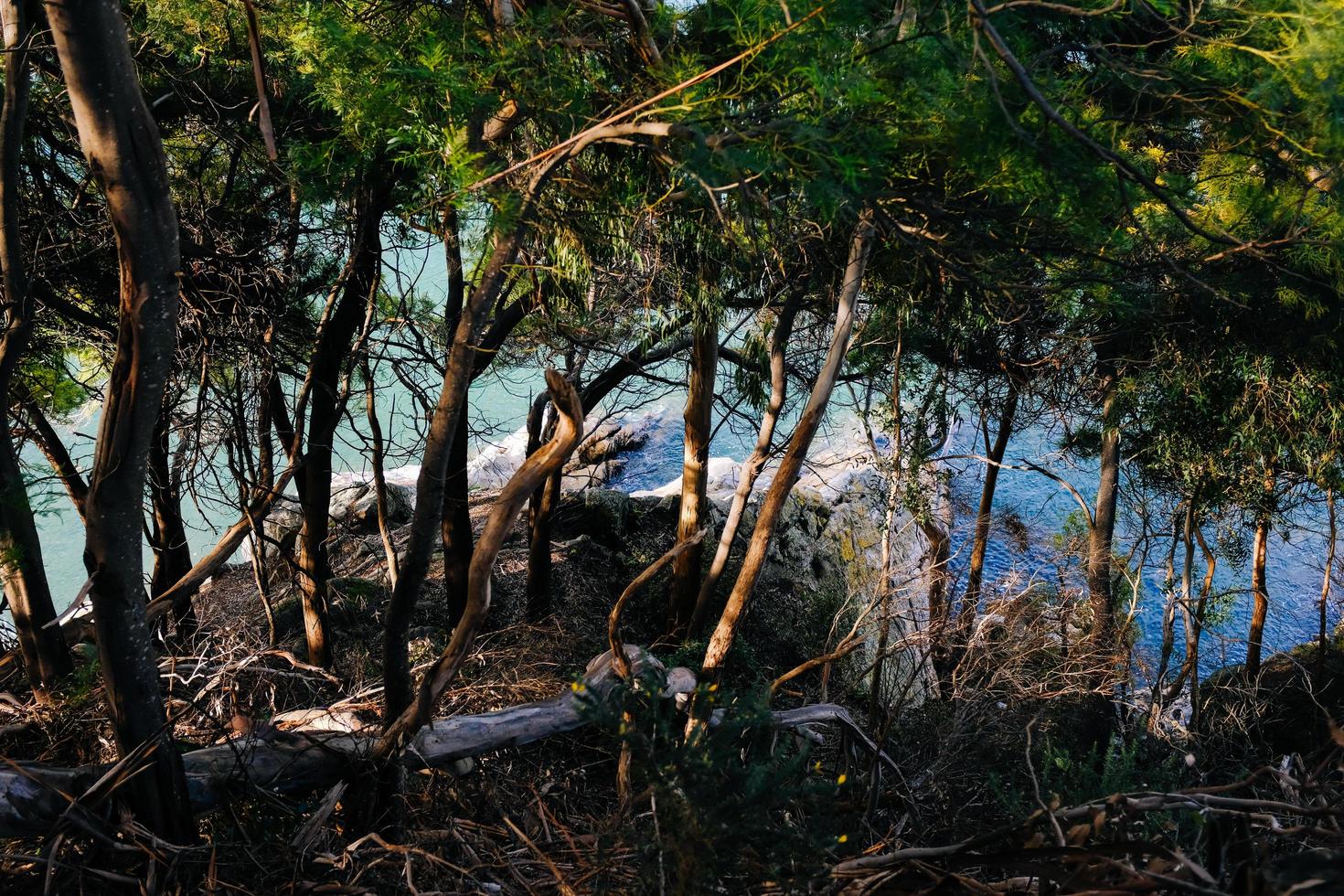 árboles y rocas por cuerpo de agua foto