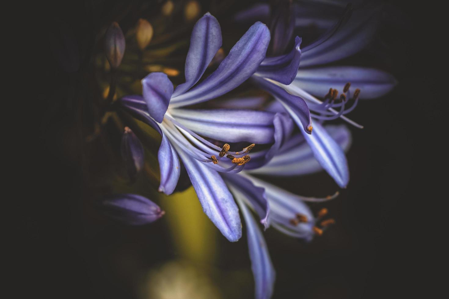 Closeup of purple flower photo