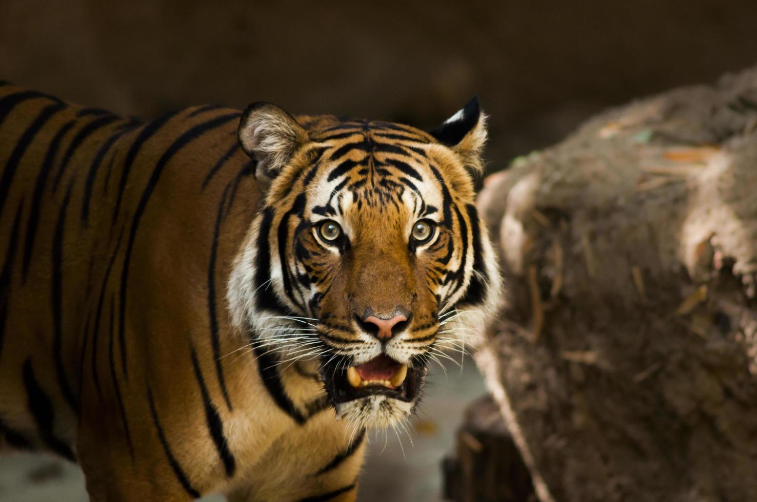 A Siberian tiger photo