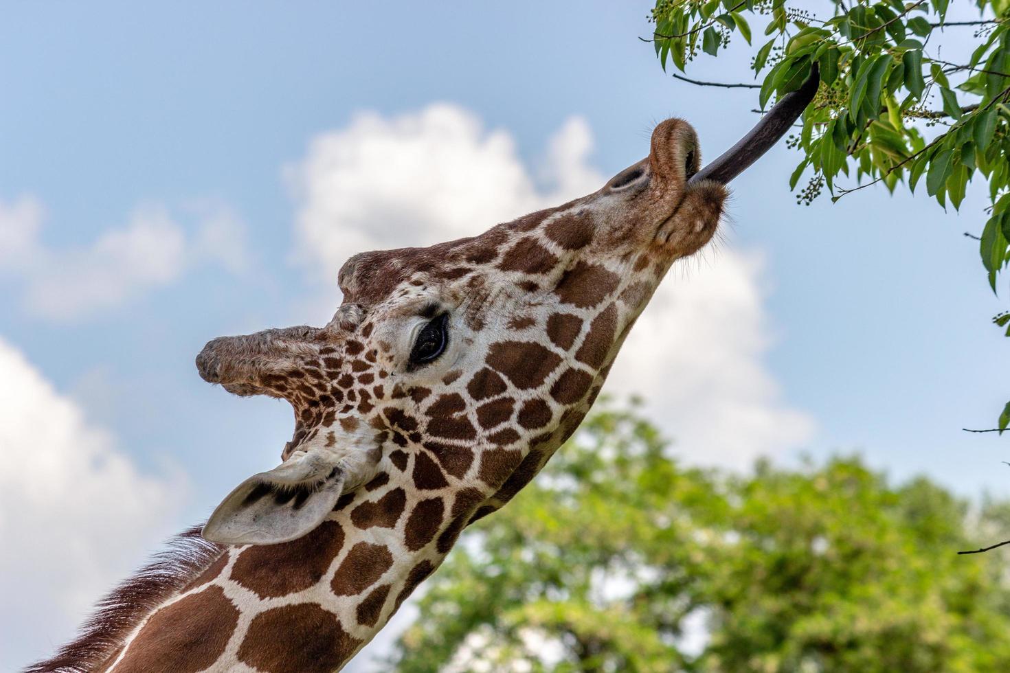 Giraffe eating leaves photo