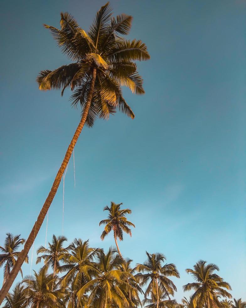 palmeras bajo el cielo azul foto