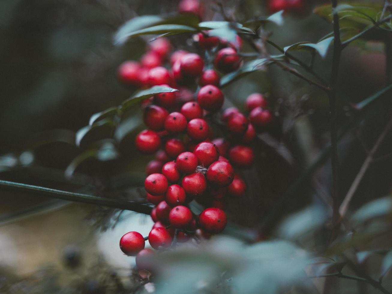 Bright red berries photo