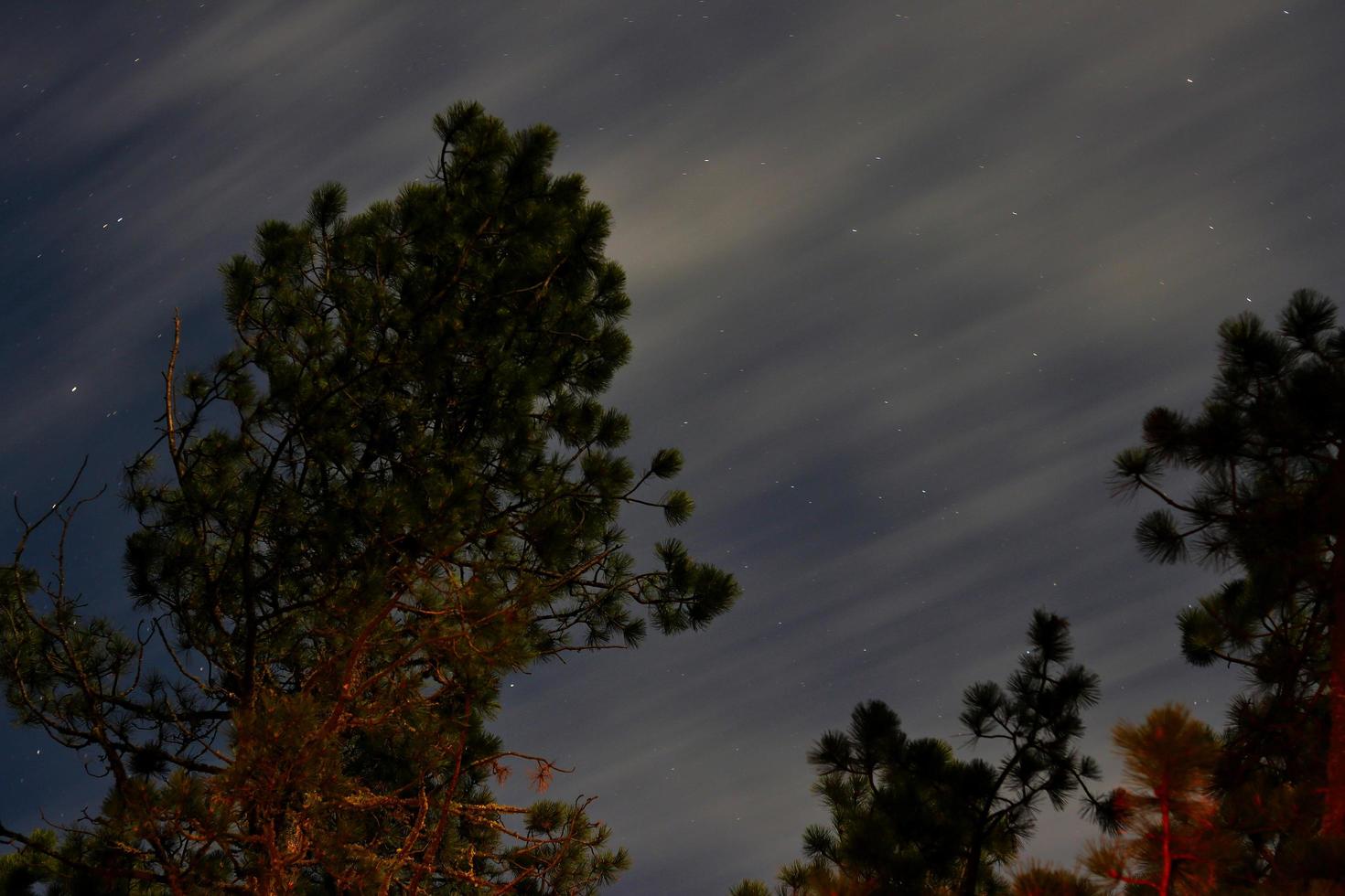 larga exposición del cielo nocturno con el árbol en primer plano foto