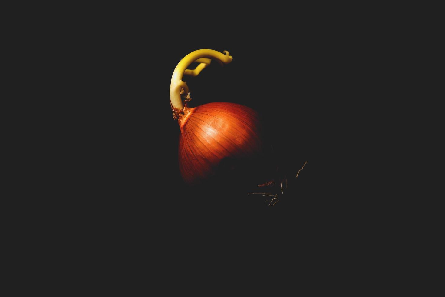 cebolla roja sobre fondo oscuro foto