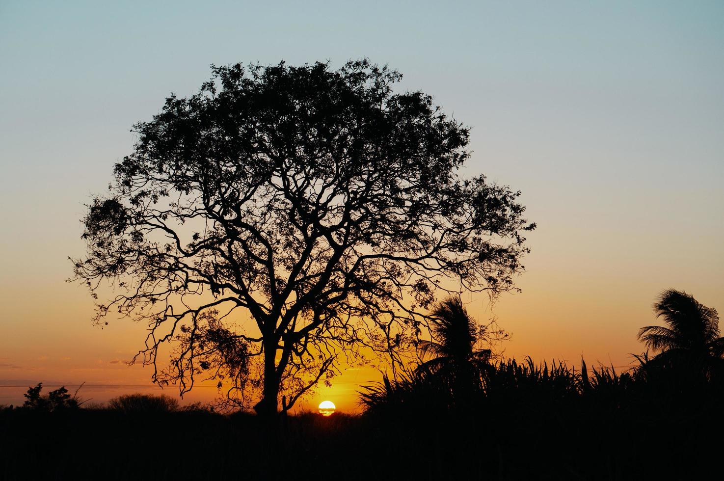 Silhouette of tree  photo