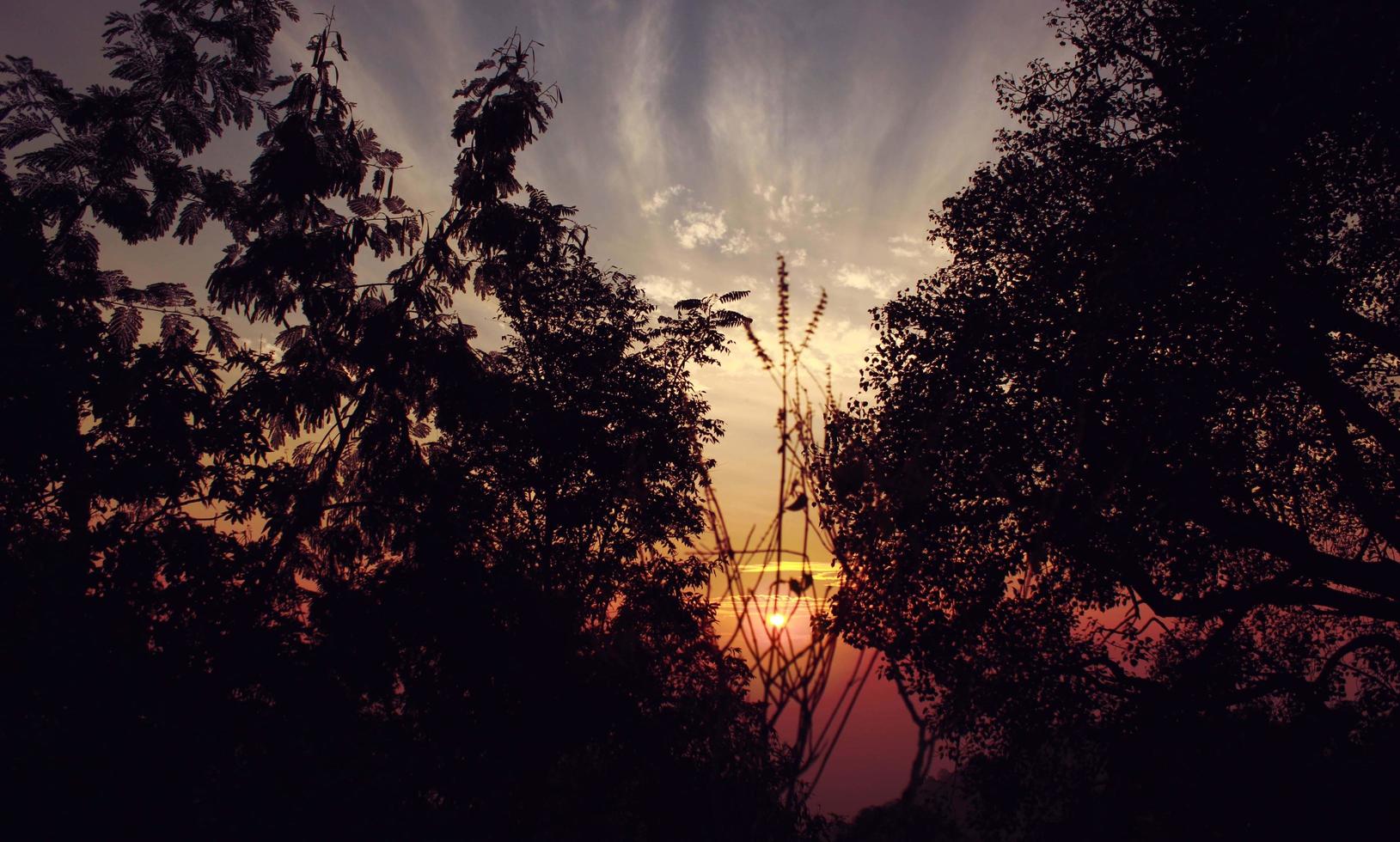 Trees silhouetted by sunrise photo