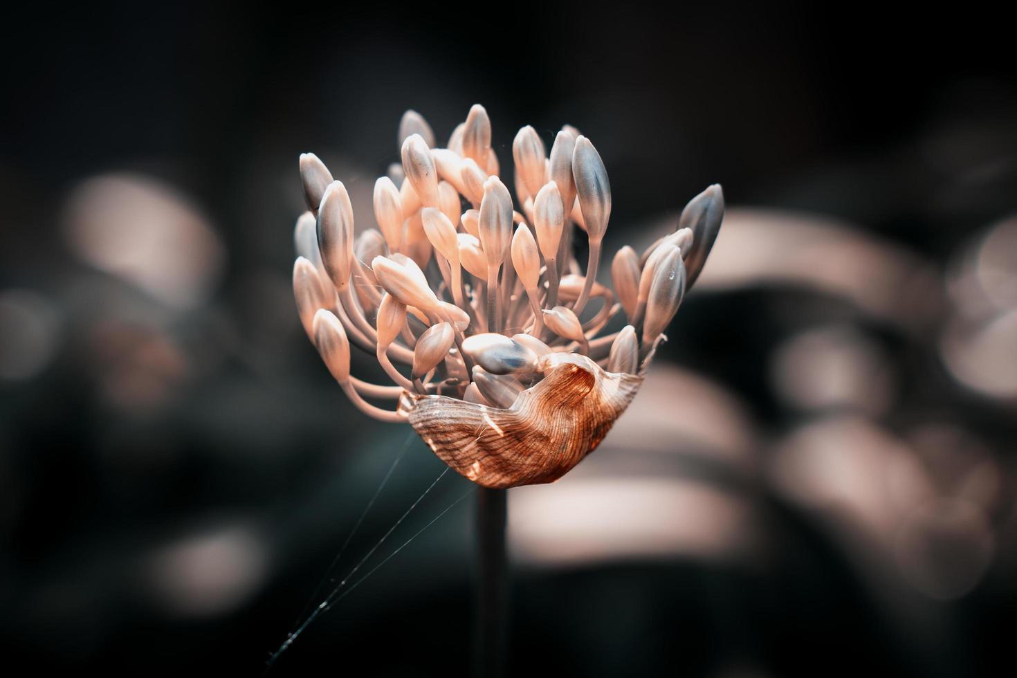 flor beige y gris foto