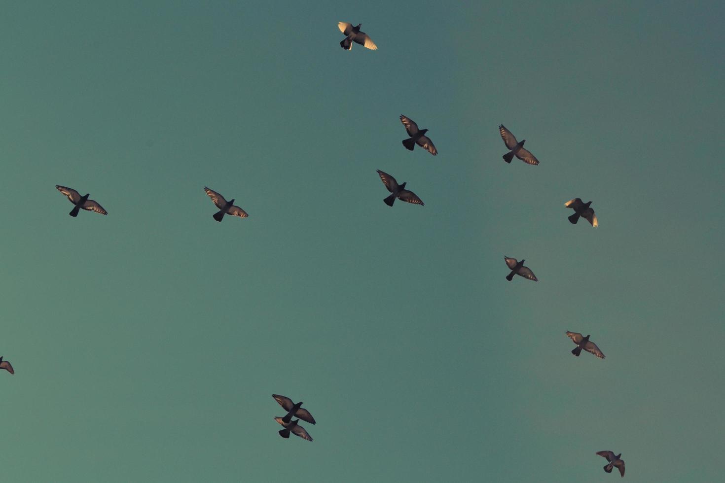 Looking up at flock of birds photo