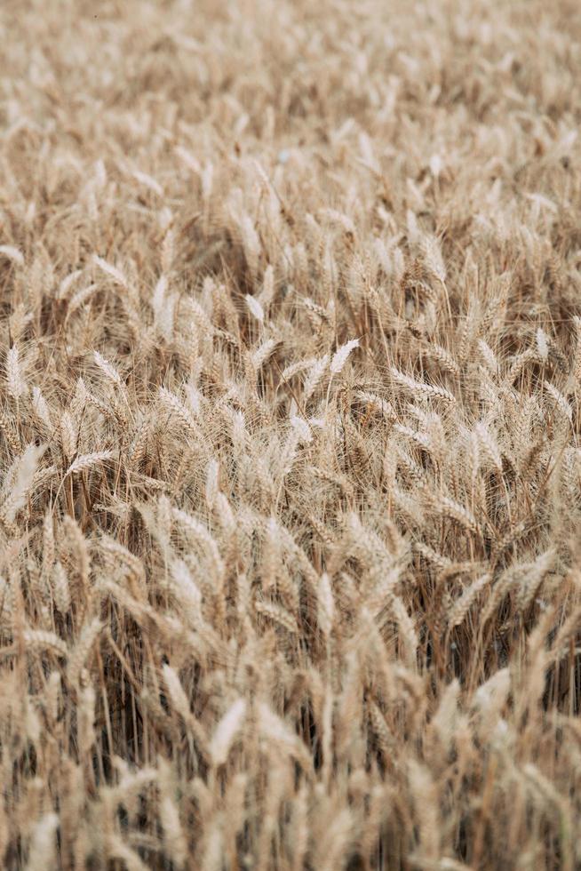 Brown wheat field photo