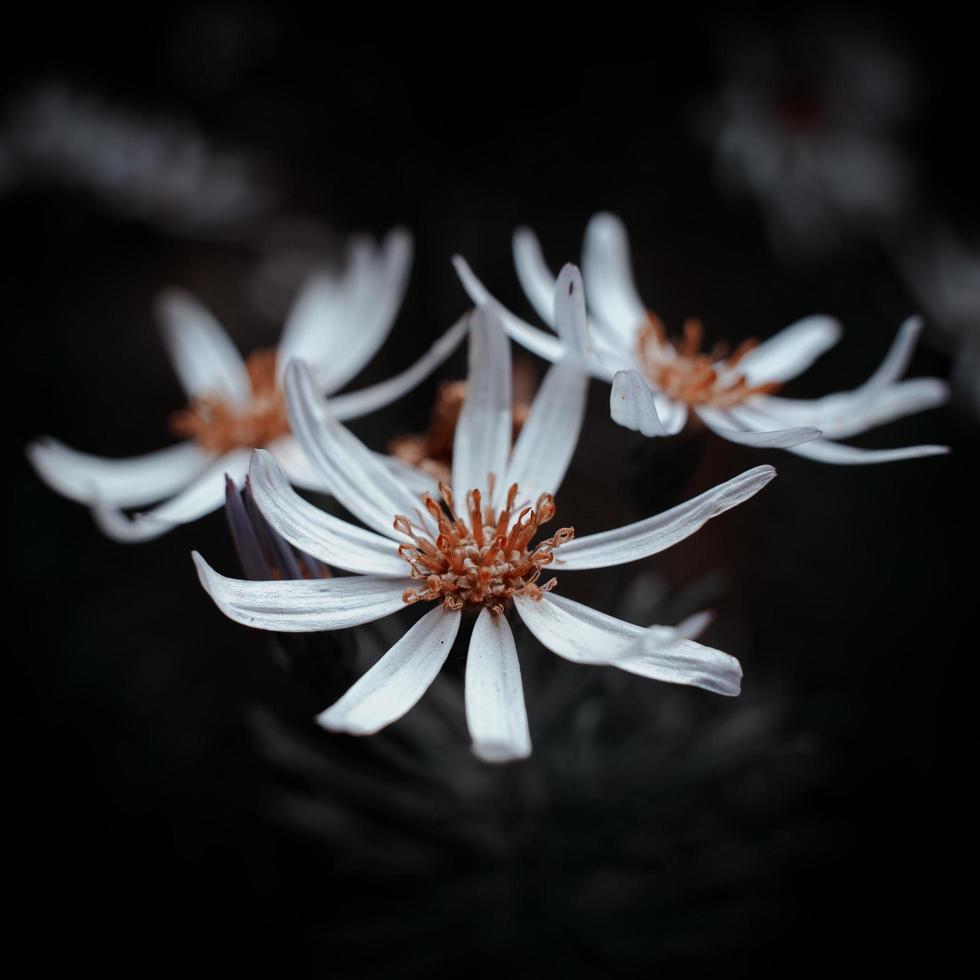 flor blanca y roja foto