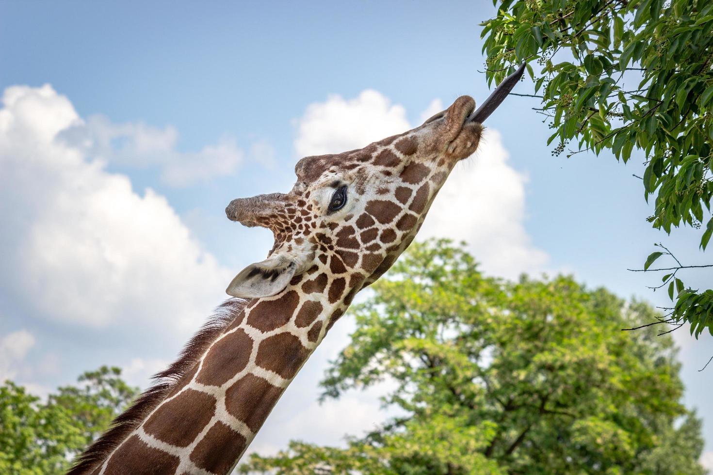Giraffe eating leaves from tree photo