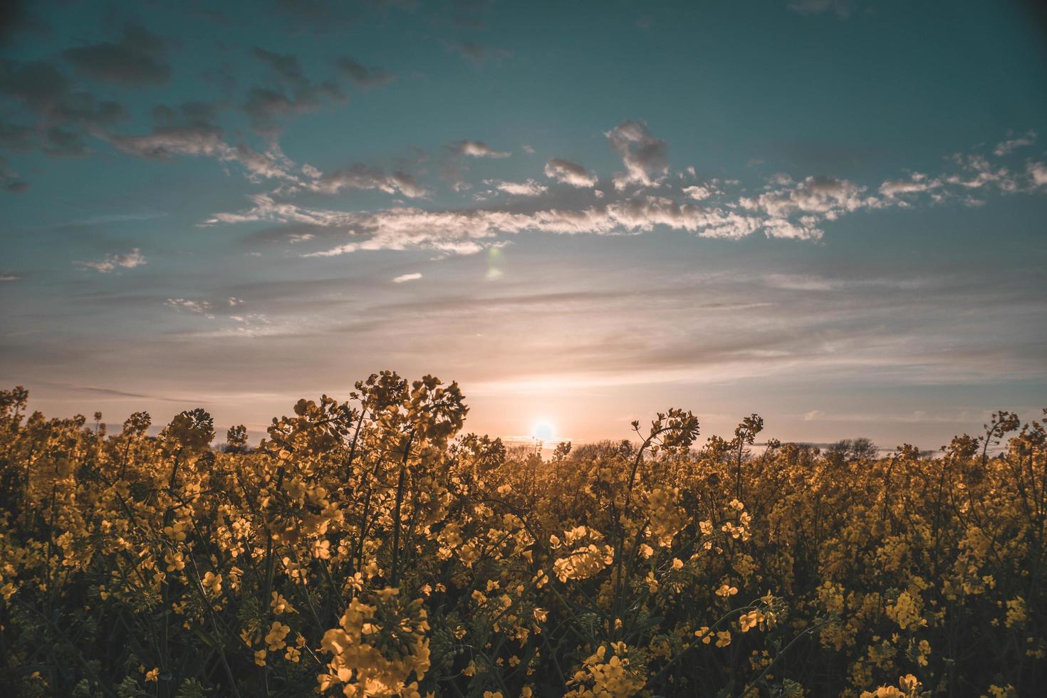 campo de flores amarillas al atardecer foto