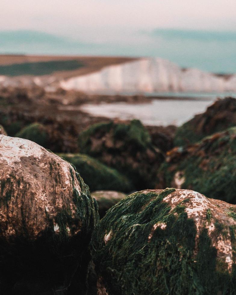 musgo que crece en las rocas en el paisaje costero foto