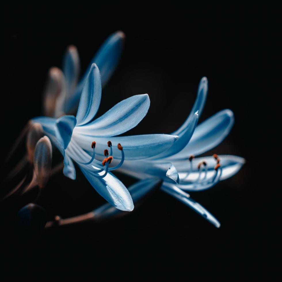 Blue and white flower  photo