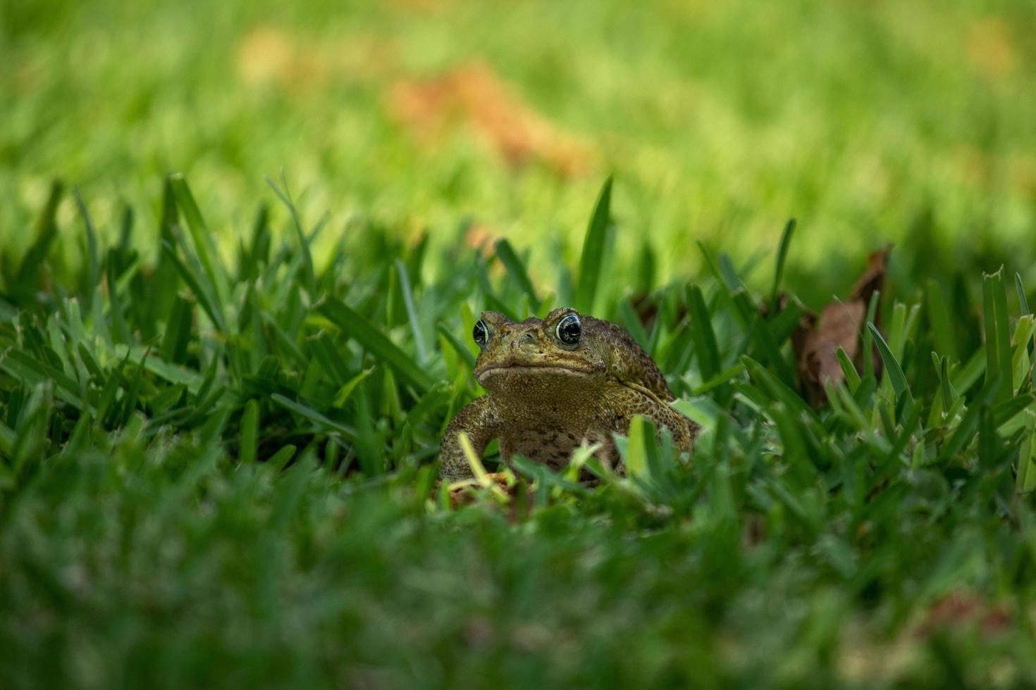 Frog in green grass photo