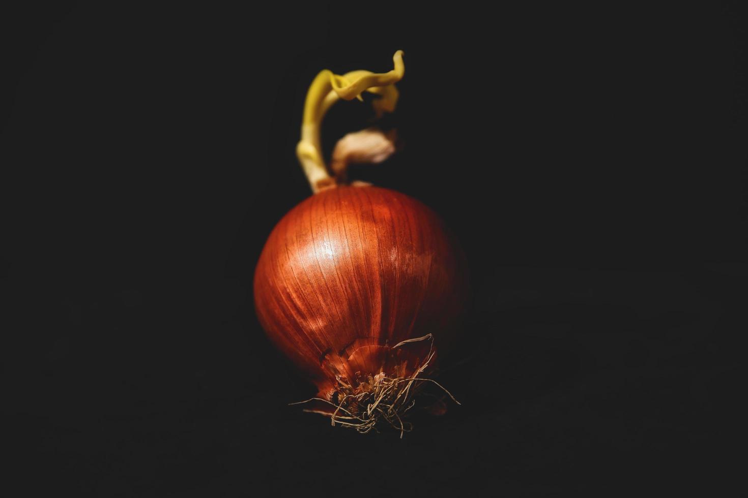 Red onion on black background photo